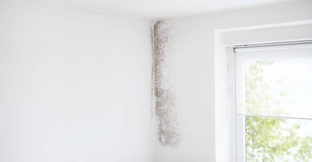 Best Basement Mold Removal  in Magnolia, NC