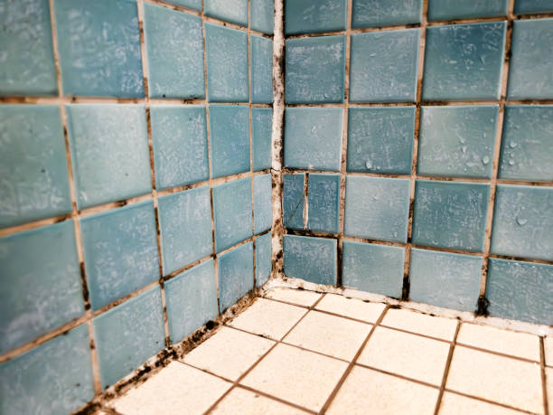Best Industrial Mold Remediation  in Magnolia, NC